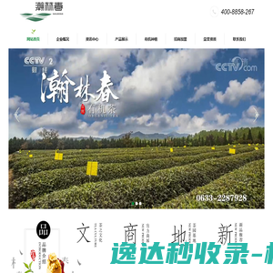 日照绿茶 日照绿茶