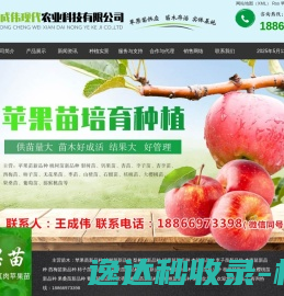 苹果苗